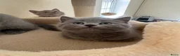 Russian Blue cats for sale: Beautiful Russian Blue/British Shorthair Kittens  in Wimborne - Advert 34