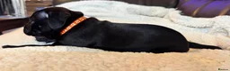 Staffordshire Bull Terrier dogs for sale: KC Staffordshire bull terrier pups for sale  - Advert 11