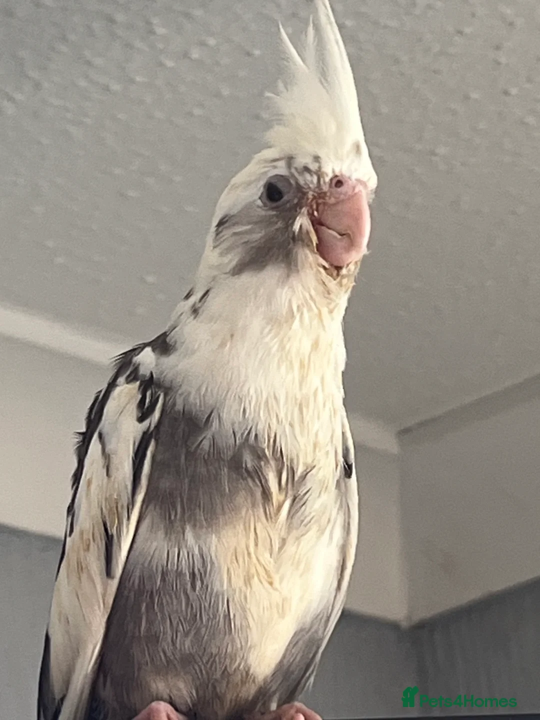 Cockatiels birds for sale: Hand reared and tamed baby cockatiels  - Advert 19