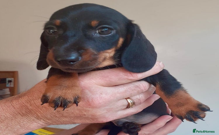 Miniature Dachshund dogs - Advert 10