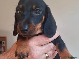 Miniature Dachshund dogs - Advert 26