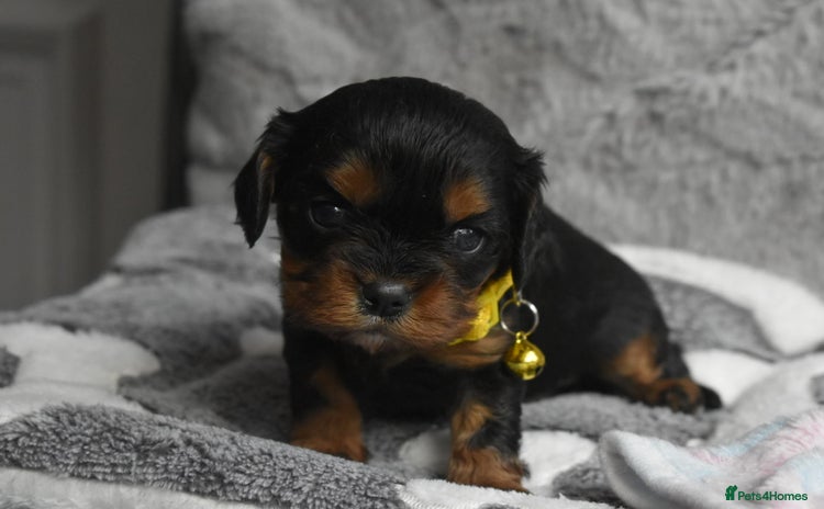 Cavalier King Charles Spaniel dogs - Advert 12