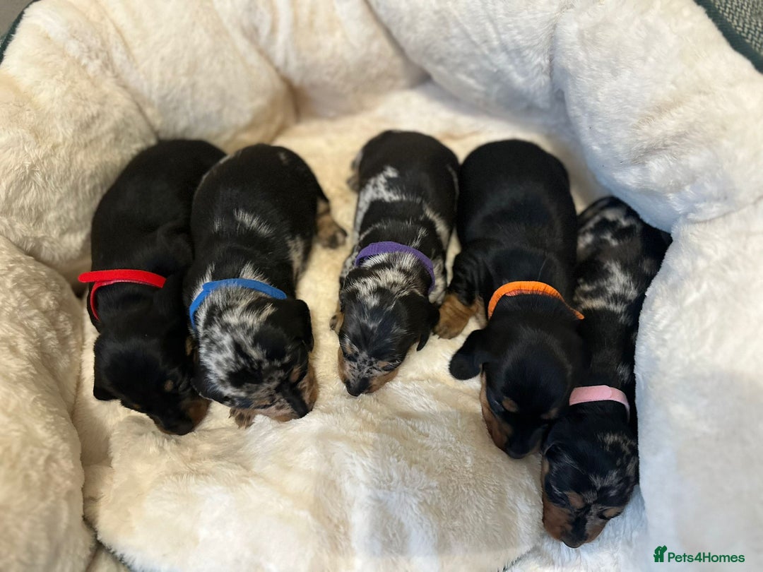Miniature Dachshund dogs for sale: Miniature Dachshund Puppies - Advert 6