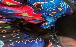 Bombay cats for sale: Black male kitten  - Image 3