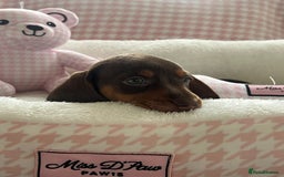 Miniature Dachshund dogs for sale: Miniature Dachshund  - Image 1