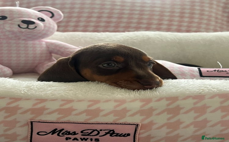 Miniature Dachshund dogs - Advert 8