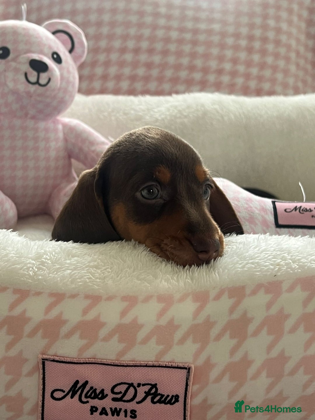 Miniature Dachshund dogs for sale: Miniature Dachshund  - Image 1