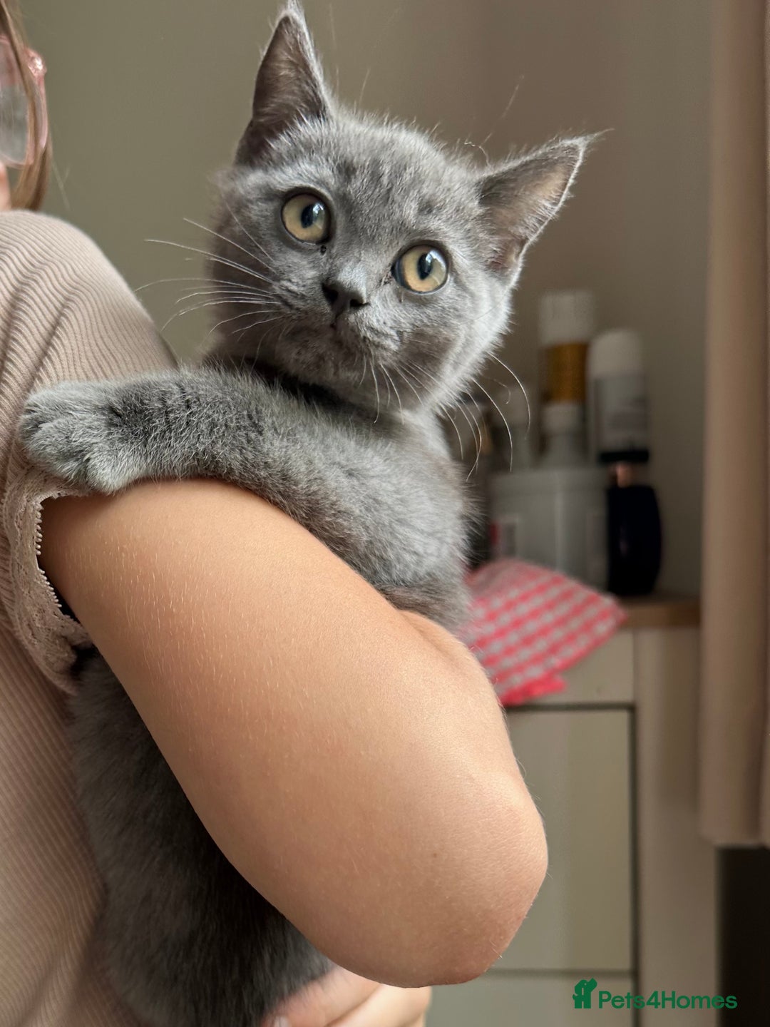 British Shorthair cats for sale: LAST MALE British shorthair kitten ready now in Sleaford - Image 6