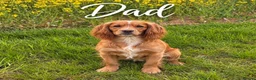 Sprocker dogs for sale: Beautiful Sprocker Spaniel Puppies  - Advert 5