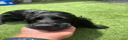 Mixed Breed dogs for sale: 10 beautiful cocker spaniel mix Patterdale Terrier - Advert 1