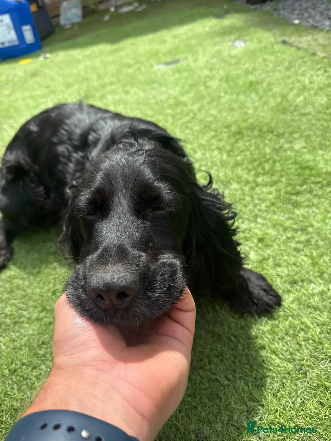 Mixed Breed dogs for sale: 10 beautiful cocker spaniel mix Patterdale Terrier - Advert 1