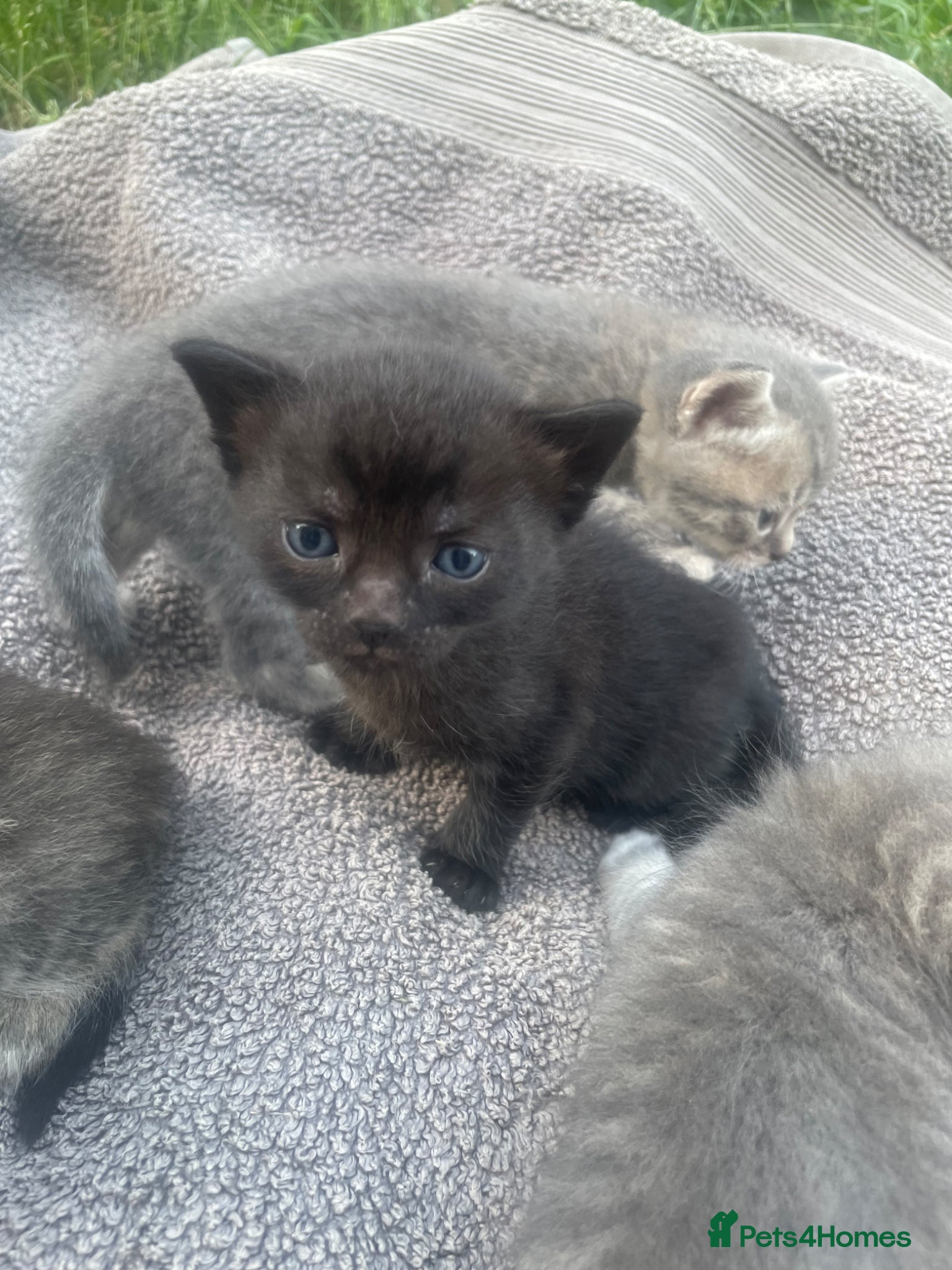 British Shorthair cats for sale: Gorgeous British Shorthair x Bengal kittens in Cheddar - Advert 11