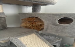 Ragdoll cats for sale: Male ragdoll and male Persian available  - Image 6