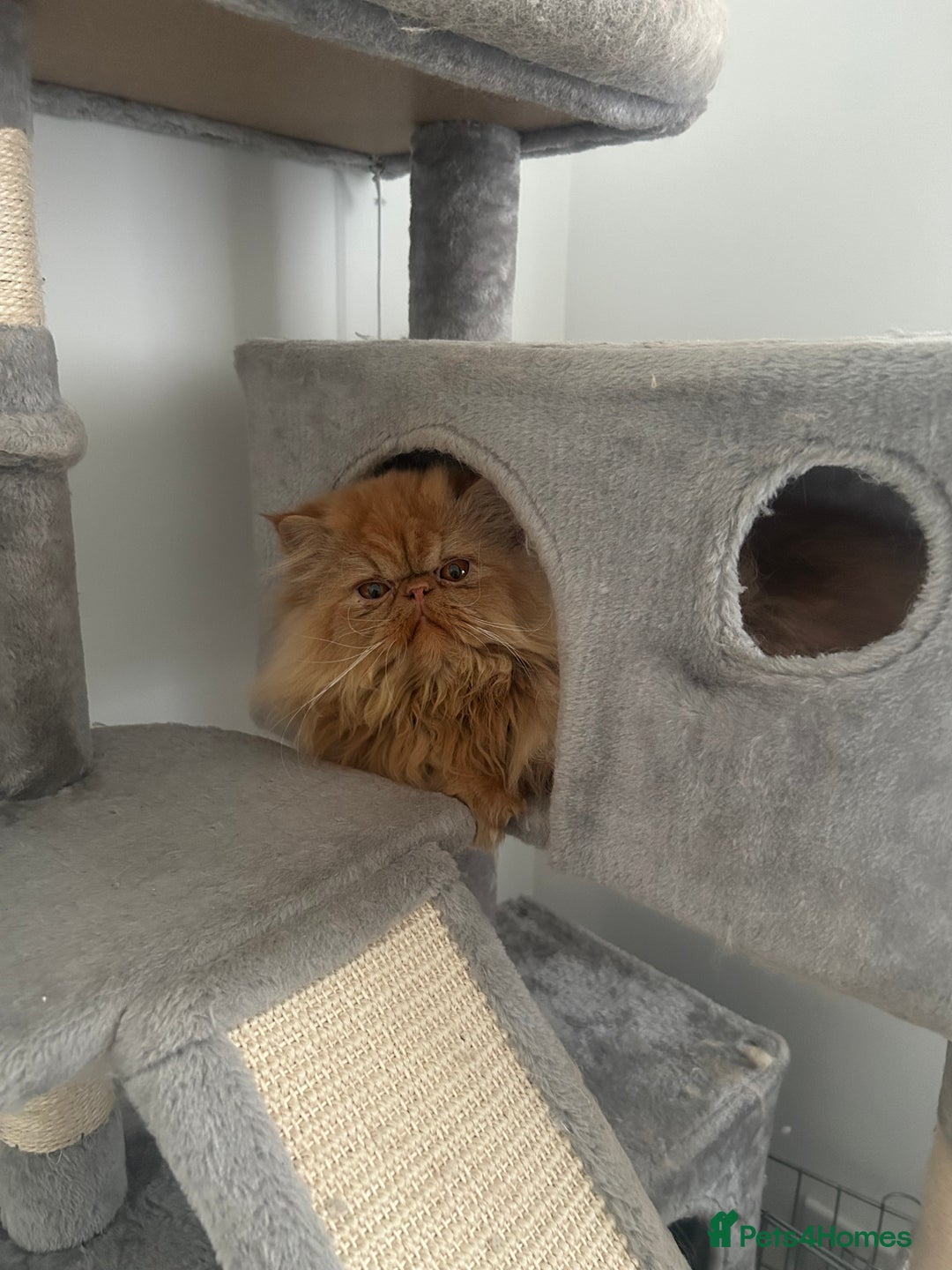 Ragdoll cats for sale: Male ragdoll and male Persian available  - Image 6