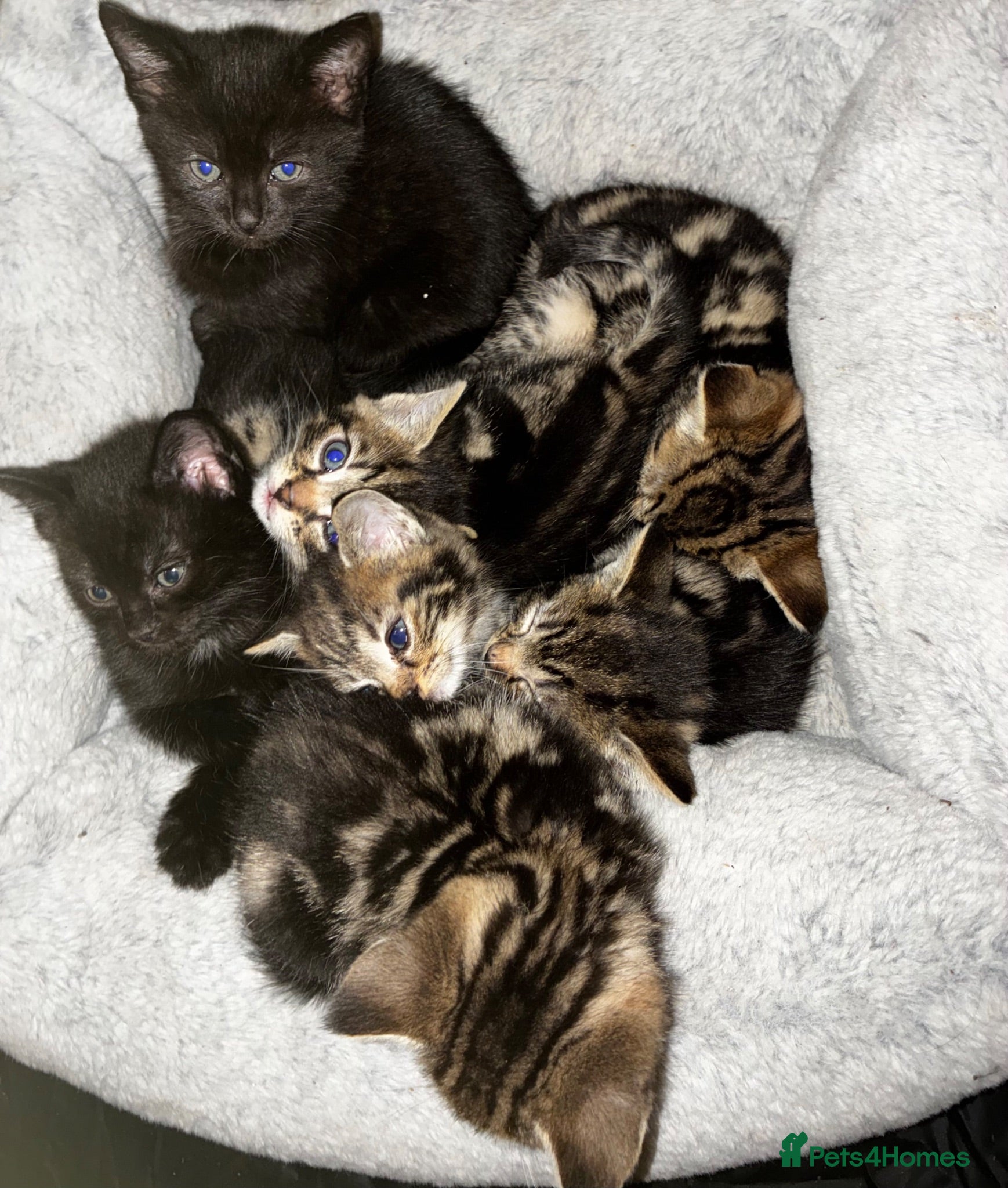 Mixed Breed cats 2 Beautiful Tabby Kittens (black ones) - Advert 1
