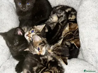 Mixed Breed cats 2 Beautiful Tabby Kittens (black ones) - Advert 1