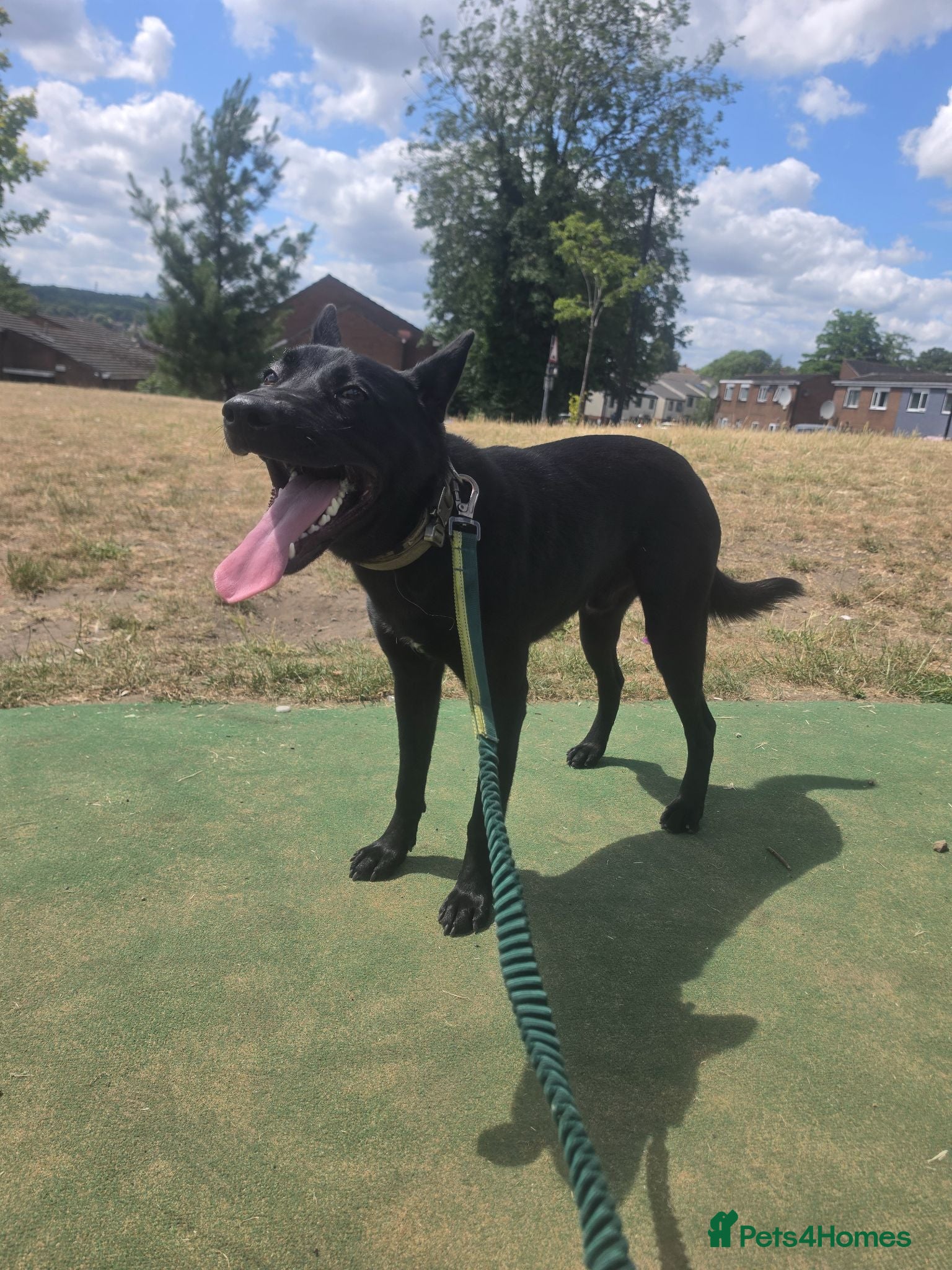 Belgian Shepherd Dog dogs 9 month old malinois - Advert 1
