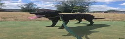 Belgian Shepherd Dog dogs for sale: 9 month old malinois in Sheffield - Advert 1