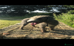 Bedlington Terrier dogs for sale: KC Registered Bedlington Terrier Puppies - Image 6