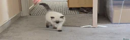 Ragdoll cats for sale: One Female Ragdoll Kitten left - Advert 14