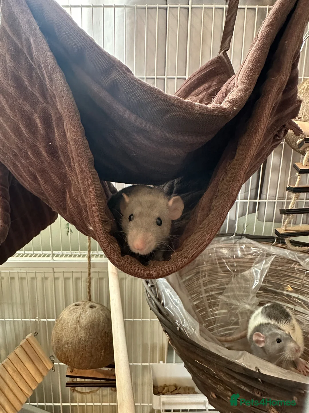 Rat rodents for sale: SOLD  - Advert 2