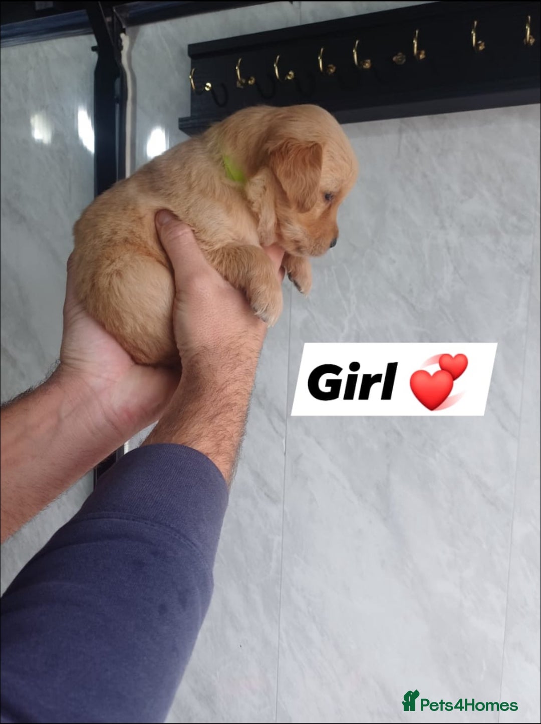 Labrador Retriever dogs for sale: READY TO LEAVE NOW KC registered golden retrievers - Advert 14