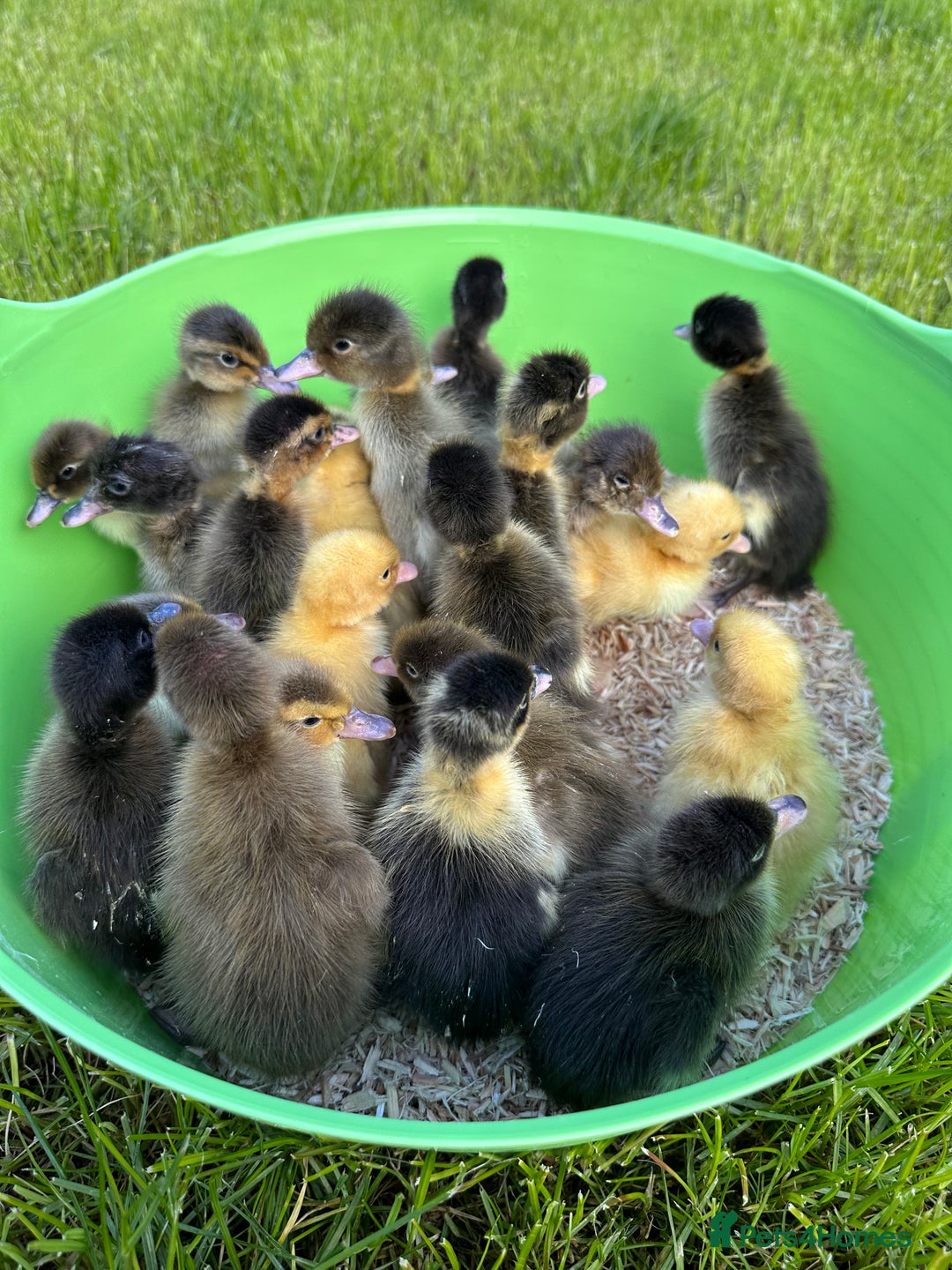 Ducks poultry for sale: Day old female ducklings  - Image 5