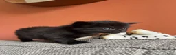 Mixed Breed cats for sale: Black and white kittens for sale - Advert 9