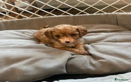 Cavapoo dogs for sale: Adorable toy Cavapoo pups apricot or fox red  - Image 6