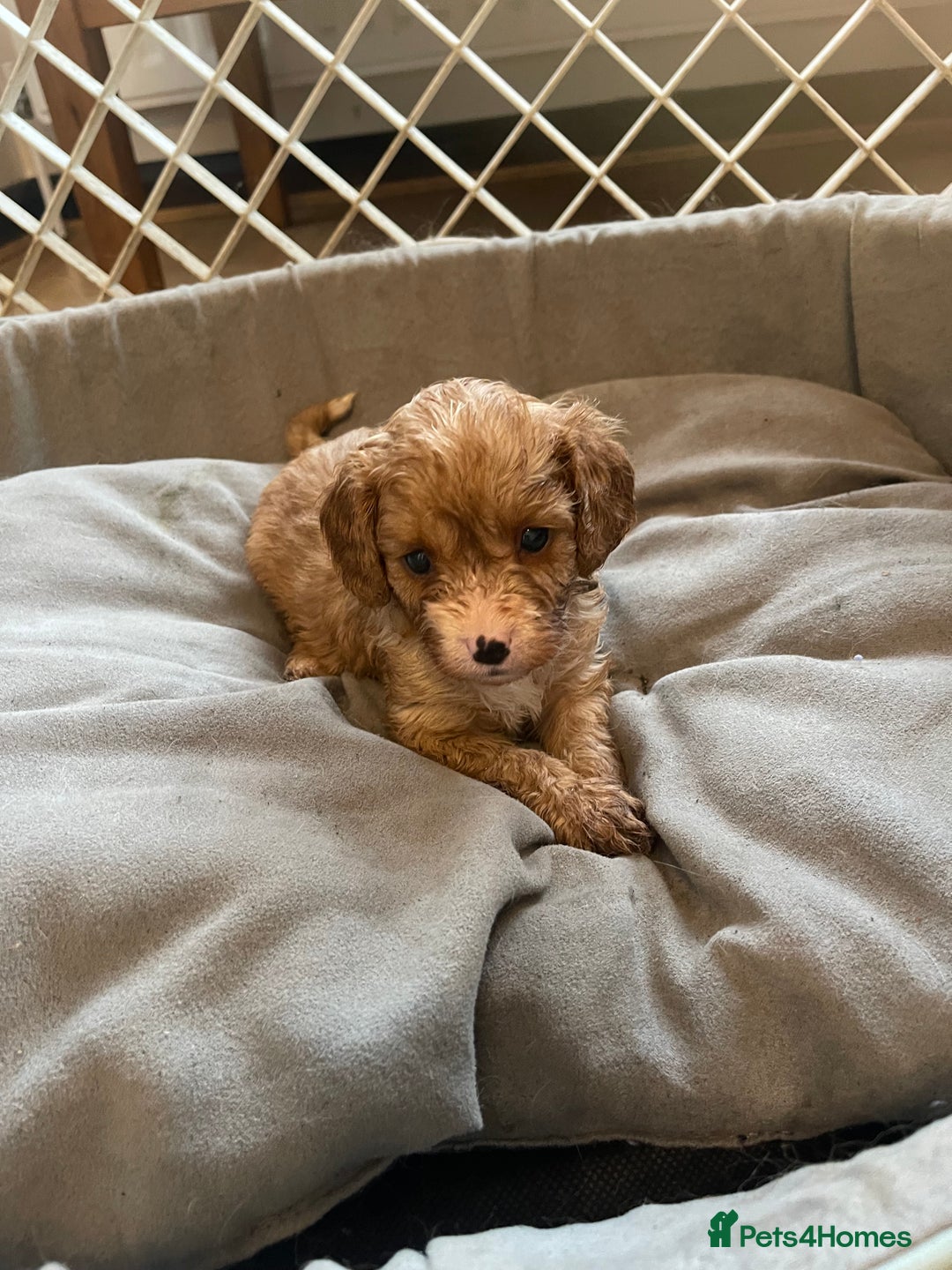 Cavapoo dogs for sale: Adorable toy Cavapoo pups apricot or fox red  - Image 6