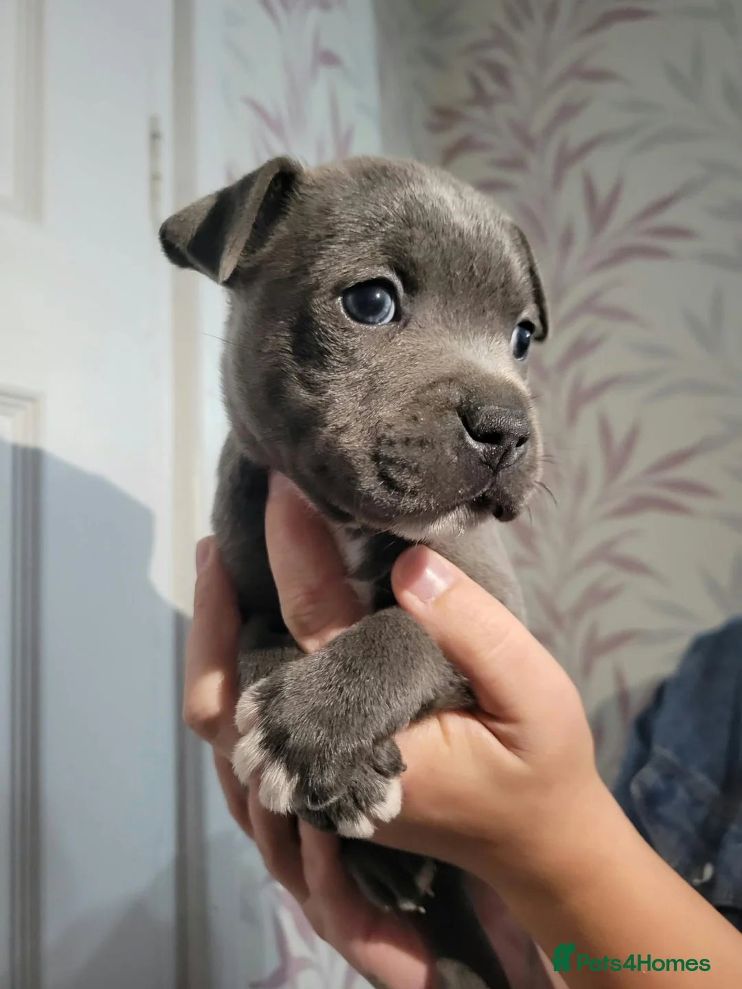 Staffordshire Bull Terrier dogs for sale: Last kc staffy girls - Advert 2