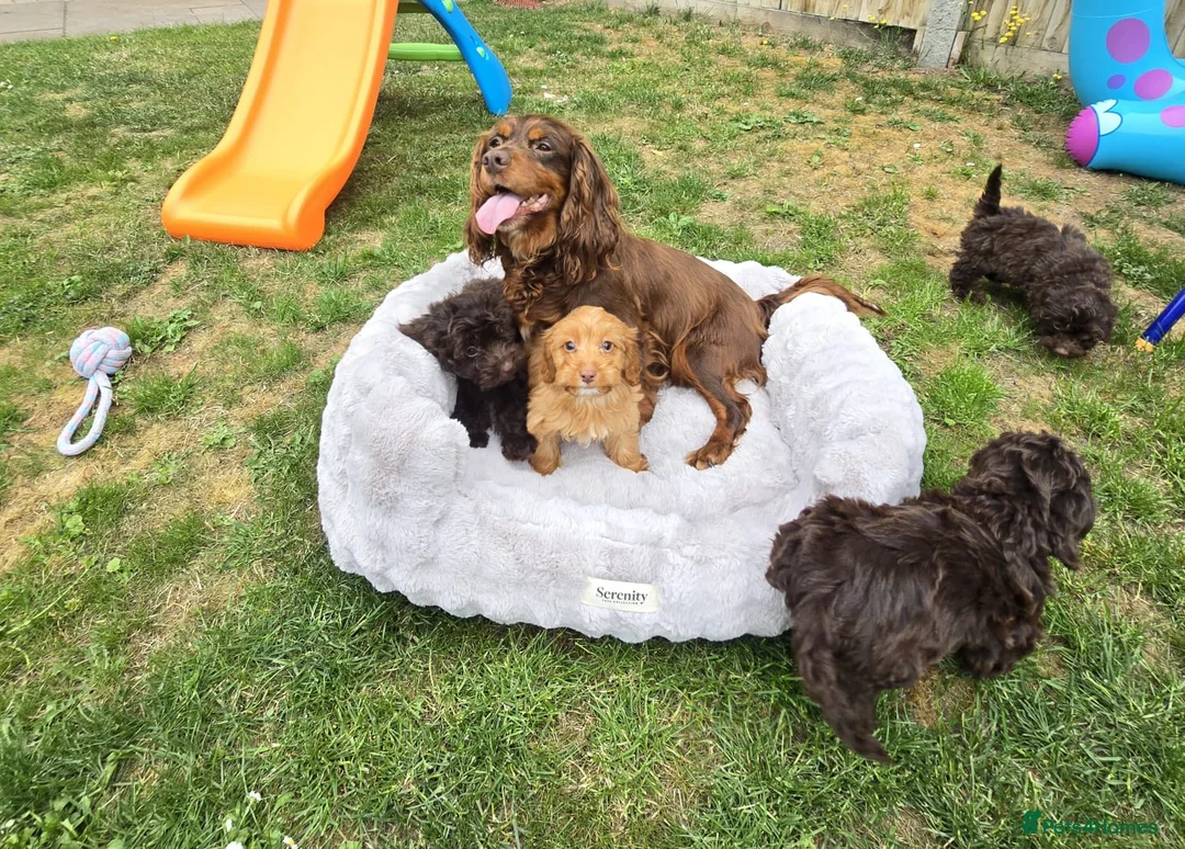 Cockapoo dogs for sale: Stunning F1 cockerpoo puppies  - Advert 8