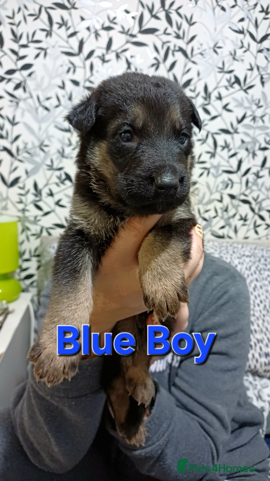 German Shepherd dogs for sale: German Shepherd Puppies - Advert 10
