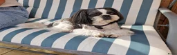 Shih Tzu dogs for stud: KC Registered Proven Shih Tzu Stud MAX - Advert 4