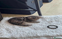 Mixed Breed cats for sale: Mixed Maine coon & bengal kitten - Image 7