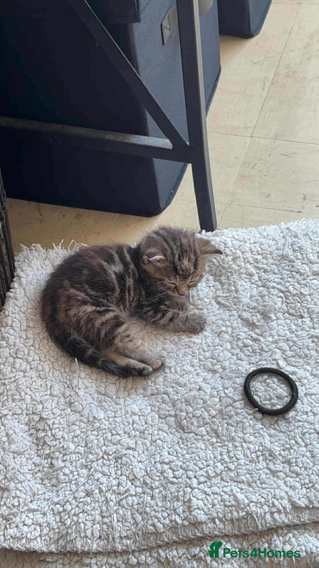 Mixed Breed cats for sale: Mixed Maine coon & bengal kitten - Image 7