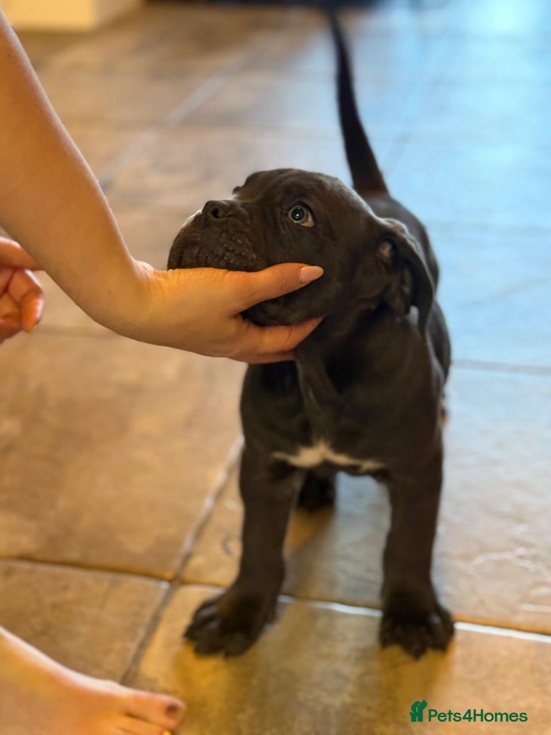 Cane Corso dogs for sale: EXCEPTIONAL PEDIGREE CANE CORSO PUPPIES - Advert 36
