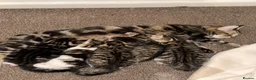 Mixed Breed cats for sale: 5 kittens ready to go 15/05/2026 - Advert 3