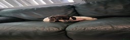 Miniature Dachshund dogs for sale: Kc registered Beautiful mini dachshund puppies - Advert 3