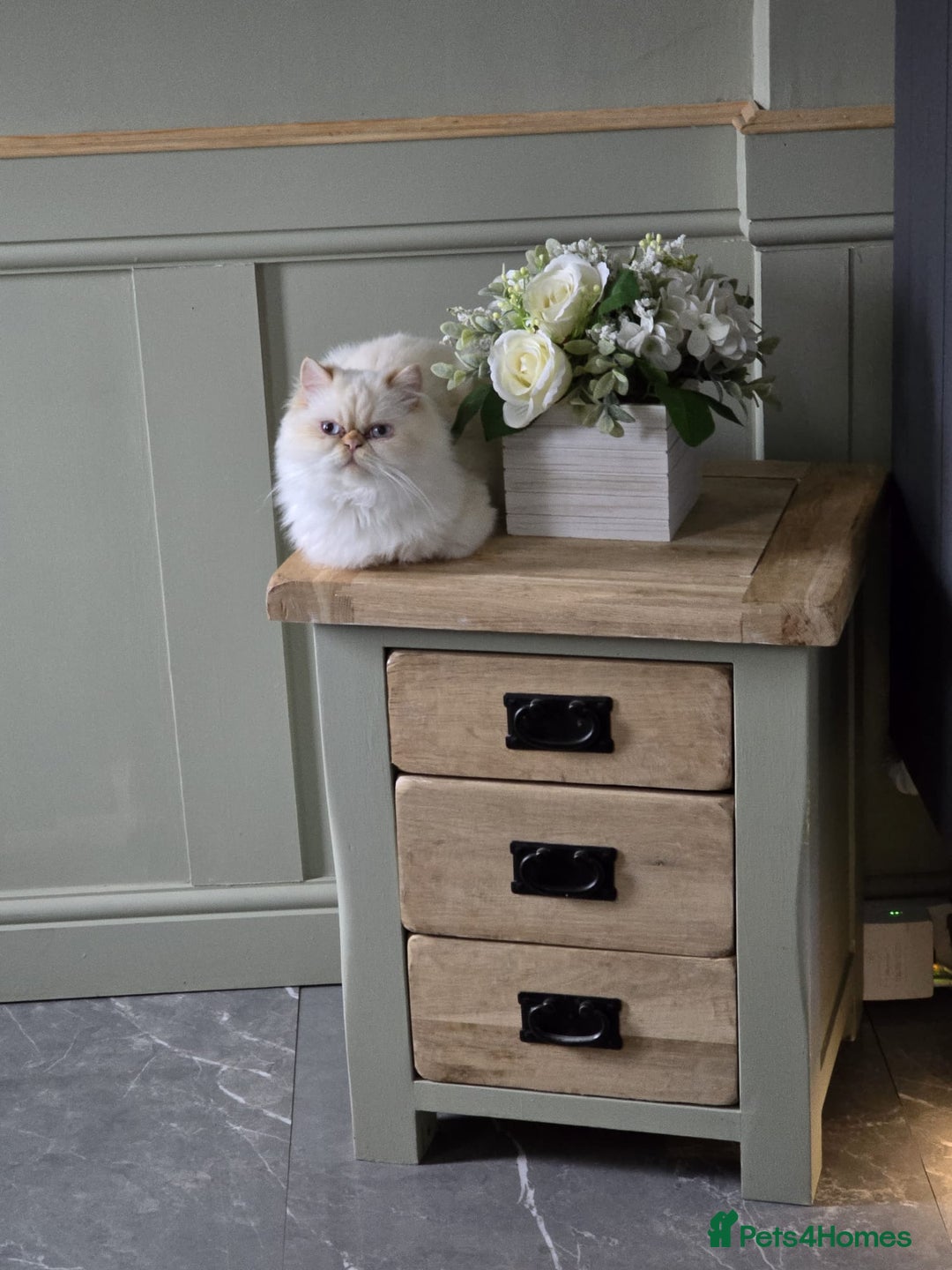 Persian cats for sale: Persian cats  - Advert 3