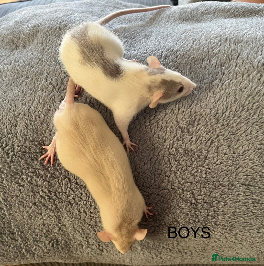 Rat rodents for sale: Baby dumbo rats for sale - Image 6