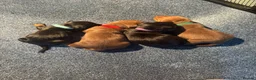 Dachshund dogs for sale: Miniature Dachshunds  in Bridgwater - Advert 17