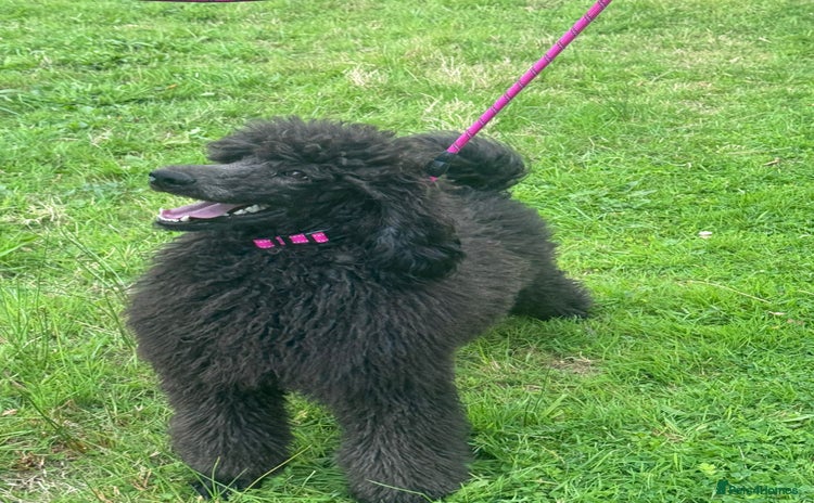Standard Poodle dogs - Advert 1