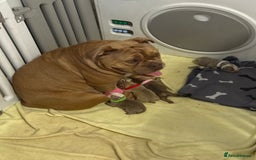 English Bulldog dogs for sale: new english bull dog - Image 7