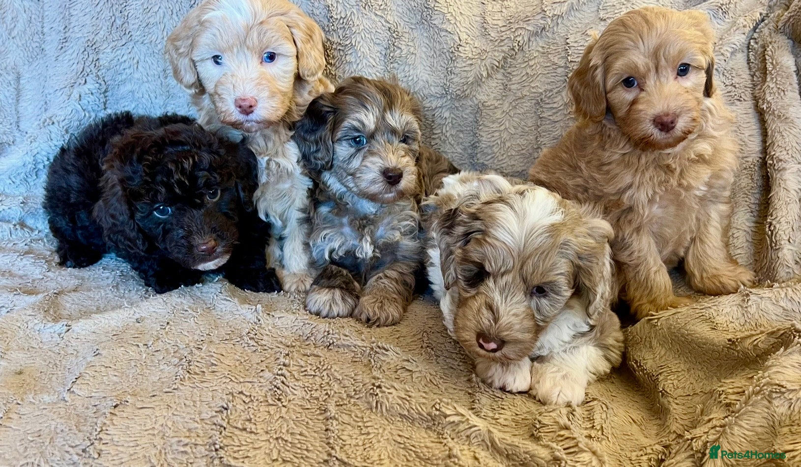 Labradoodle dogs Stunning Labradoodles From Health tested parents - Advert 1