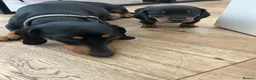 Dachshund dogs for sale: Dachshunds  - Advert 5