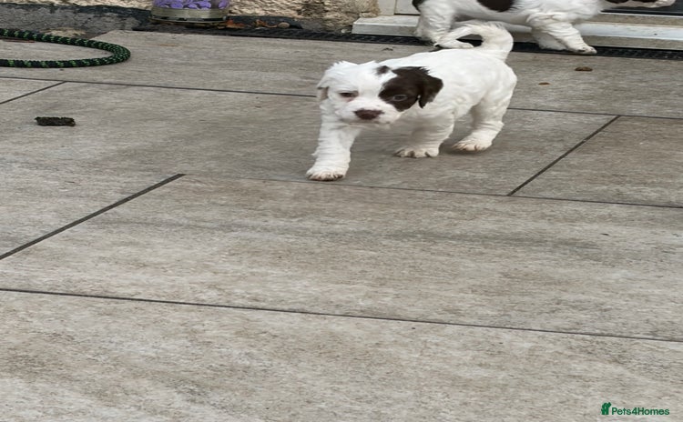 Sprocker dogs - Advert 4