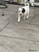 Sprocker dogs Sprocker puppies 5 beautiful girls - Advert 1