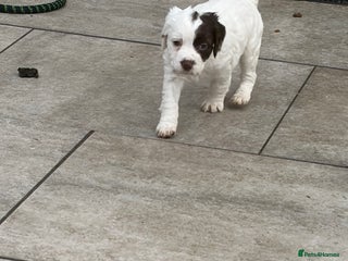 Sprocker dogs - Advert 8