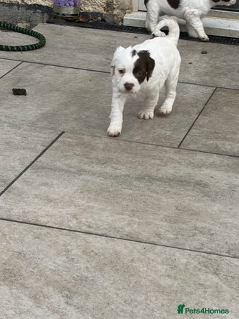 Sprocker dogs - Advert 4